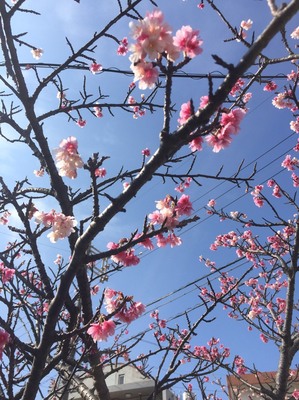 沖縄桜２０１９.JPG