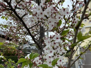 ２０２２年桜.JPG